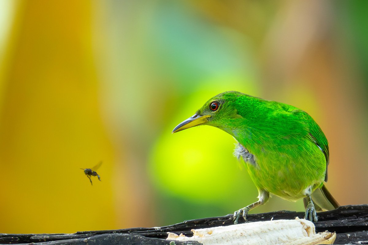 Bird and bee