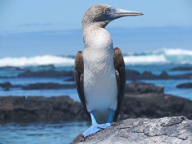 Galapagos - Blue-footed booby