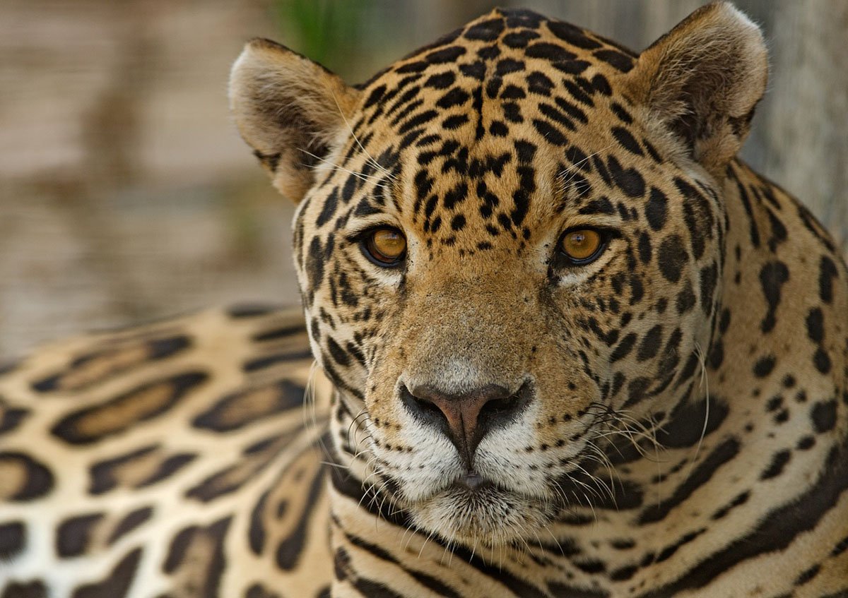 Jaguar